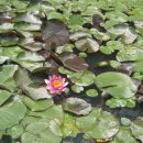 한반도면-3 이미지