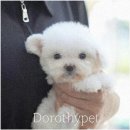 부산강아지분양 앨리펫 | 부산 강아지 분양 도로시 펫 방문 후기