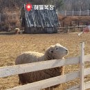 종일목장 | 경남 하동 여행 목장체험 해뜰목장 다녀온 후기