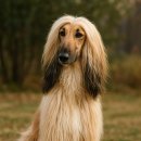 우아한개 이미지