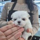 오아이펫강아지고양이