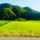 코코팬션 이미지