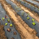 변산농장2 이미지