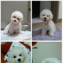 아로에이지 이미지