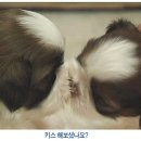 우리집 강아지 이미지