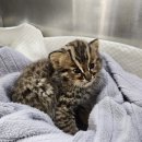 경기도야생동물구조관리센터 이미지