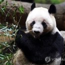 판다 이미지