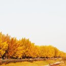 곡교천 은행나무길 이미지