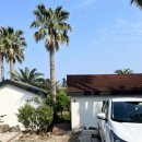 팜트리 빌리지 | 제주 팜트리빌리지 3동 후기 / 불멍 가능한 서귀포 독채펜션