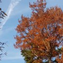 단풍흑염소 농장 이미지