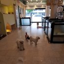 튼튼애견미용 이미지