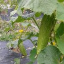 초롱농장 이미지