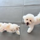 꼬리흔들 유치원 | [울산애견유치원] 신나는 하루를 선물해주는 바비브라운 비숑프리제｜재방문 후기