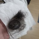 길가축인공수정소 | 프루티드 양파 샴푸 실제 사용 후기 산후 탈모 두피 개선 효과 기록