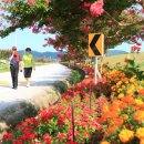 백일홍명품길 이미지