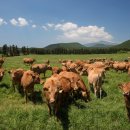 상경목장 이미지