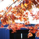 야생초농원 이미지