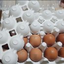 다온축사 | 신선함이 다른 난각번호 1번! 유정란 무항생제 계란 20구 후기