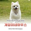 (주)제주랩테크 | 제주애견동반숙소 서귀애견동반숙소 '개덩이네하우스' (강추) / 260520~260524 (4박5일)