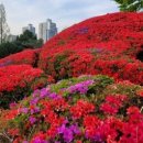 개나리세탁 이미지