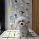 러버독 이미지