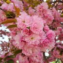 정숙과 단아함 의 -겹 벚꽃 이미지
