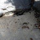 4/23 유치원 뜰에서 개미를... 채집했어요~! 이미지