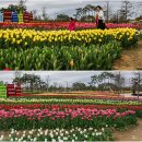 평택농업기술센터 | 바람불고 흐렸던 튤립축제의 평택 농업생태원 (농업기술센터) (2025-4-19)