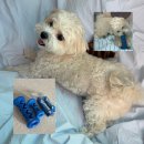 s-3 | 슈퍼포우 덴탈츄 부스터 XS, S 내돈내산 3개월차 실사용 후기