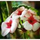 김희갑악단 이미지