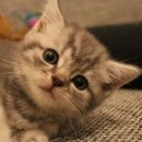 다온스토리CAFE