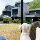 비다펠리스 | 춘천 애견동반 펜션) 히노끼 스파있는 비다펠리스 내돈내산 후기