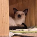 집사의하루 연남점 | [서울/마포구] 유기묘 카페 '집사의하루 연남점' ㅣ 냥냥이들과 교감하니 힐링 그 자체!🐾