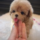 나눔펫 책임분양소 강아지분양 일산점 이미지