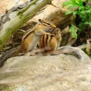 아기다람쥐 이미지