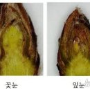 꽃눈