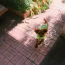 5959 내강아지 이미지