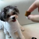 리틀바이트 | 강아지 종합 영양제 추천 오메가3 풍부한 리틀포우 텐바이트 칠면조 황태 급여 후기
