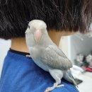 군포굿닥터동물병원 이미지