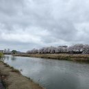 조치원 고용노동부 세종고용센터 | 세종 아이랑 가볼만한곳 조치원 봄꽃축제 장소 벚꽃길 실시간 주차 후기