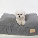 오로라펫 이미지