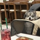 애플동물병원 | 의정부 반려동물 동반 가능 카페 '구엘' 방문 후기