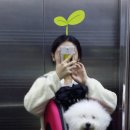 행복한 펫 살롱 이미지