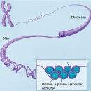 히스톤(HisTone) 이미지