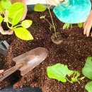 5.9(금) 도시 온도 낮추기-신리초 4-1반 12명, 5-1반 11명 이미지