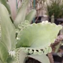 천자만손'마더 오브 사우전즈(Mother of Thousands)' 이미지