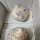 믿음을주는농산물 | 아삭아삭 수분 폭발 멕시코감자 농산물대통령 히카마 솔직 후기