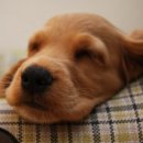 이쁜강아지 이미지