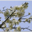 I LOVE A PIANO 이미지