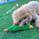 펫하우스애견 이미지